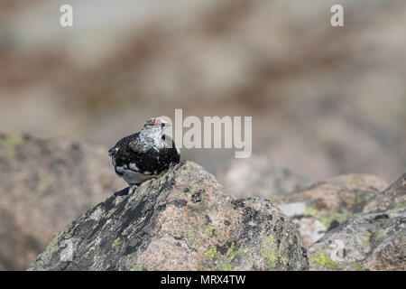 Le lagopède alpin (Lagopus mutus) perché, marche à pied, l'appel et l'alimentation entre heather et rochers, dans les Highlands écossais. Banque D'Images