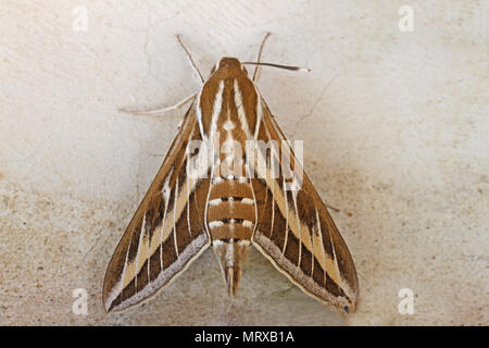 Striped hawk-moth Amérique hyles livornica ou lineata lineata celerio également au repos sur un mur dans le printemps à l'Italie Banque D'Images