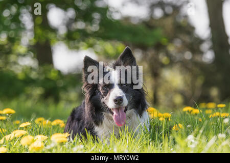 Portrait of cute Border Collie couché à la floraison pissenlit prairie et regardant la caméra. Banque D'Images