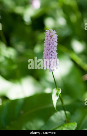 Persicaria bistorta 'Superba' en fleurs Banque D'Images