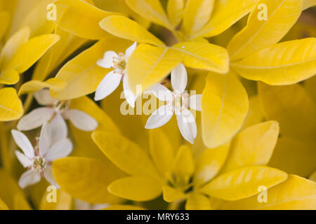 Choisya ternata brica en fleur, printemps UK Banque D'Images