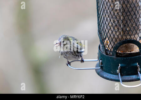 La RSPB, Lake Vyrnwy, Powys, Wales, UK Banque D'Images