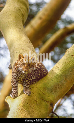 Leopard (Panthera pardus) , Parc national du lac Nakuru, au Kenya, dans un arbre Banque D'Images
