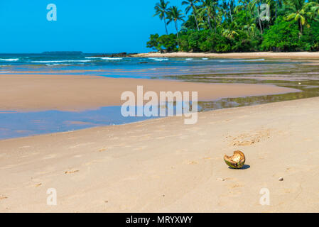 Noix de coco séché sur le sol de sable de plage Banque D'Images