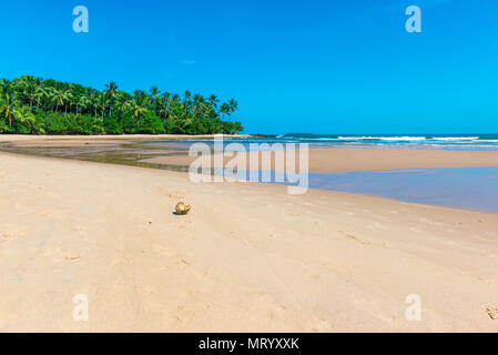 Noix de coco séché sur le sol de sable de plage Banque D'Images