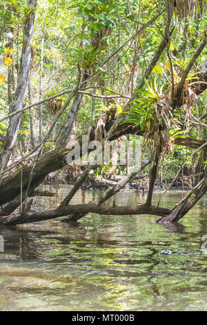 Tronc d'arbre tombé à l'intérieur de la mangrove dans la nature avec la forêt derrière Banque D'Images