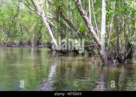 L'intérieur d'un large à travers la rivière de la mangrove et de l'eau verte Banque D'Images