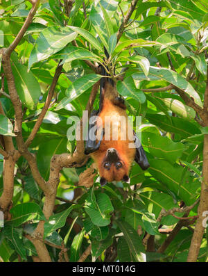 Fruit indien (Indian Bat Flying Fox) - photographié à Ranganathittu (Karnataka) Banque D'Images