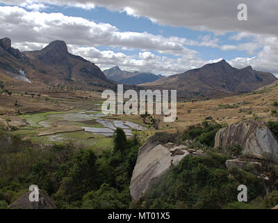 Champ de riz près de Anja, Ambalavao, Madagascar, Afrique Banque D'Images