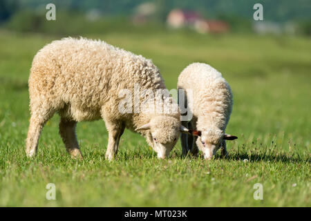 Moutons dans un pré proche dans les montagnes Banque D'Images