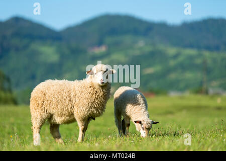 Moutons dans un pré proche dans les montagnes Banque D'Images