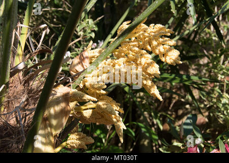 Panicules de fleurs sur une hardy fan palm : - Trachycarpus fortunei Palmier Chusan Banque D'Images