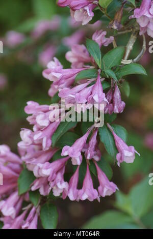 Weigela florida 'Foliis Purpureis' Banque D'Images