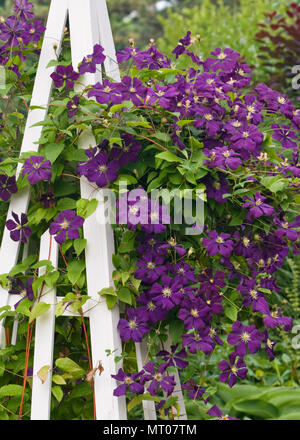 CLEMATIS 'ETOILE VIOLETTE' - CLEMATIS STAR VIOLET Banque D'Images