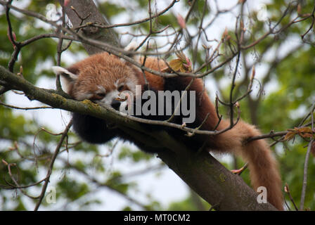 Cute panda rouge dormir sur les branches d'un arbre Banque D'Images