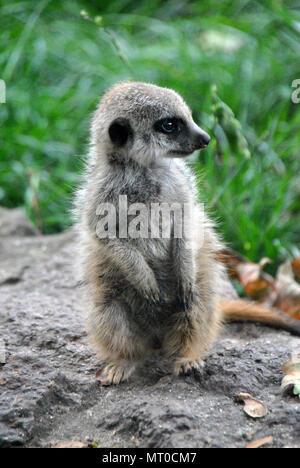 Little baby meerkat sitting et à travers Banque D'Images