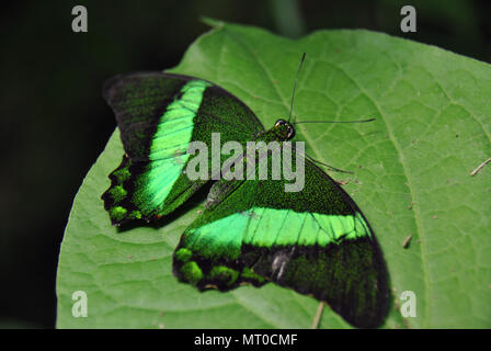 Beau vert-lycaenidae swallowtail noir papillon sur une feuille verte Banque D'Images