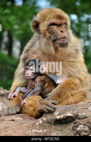 Singe macaque de barbarie mère avec son enfant sur ses genoux assis sur un morceau de rocher Banque D'Images