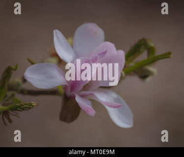 Magnolia rose fleur de printemps in close up Banque D'Images