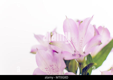 Belles fleurs de freesia violet Lily des Incas ou de l'Alstroemeria aurea Banque D'Images