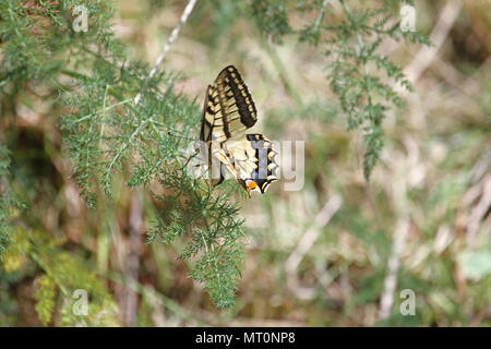 Papillon commun Nom latin papilio machaon se nourrissant de fleurs de fenouil sauvage Amérique Foeniculum vulgare umbelliferous une usine en Italie Banque D'Images