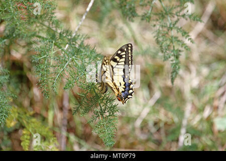 Papillon commun Nom latin papilio machaon se nourrissant de fleurs de fenouil sauvage Amérique Foeniculum vulgare umbelliferous une usine en Italie Banque D'Images