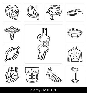 Ensemble de 13 icônes modifiable simple tels que les os, les os humains, les os du pied, les hommes, le Cœur de la poitrine, du dos, des muscles, des lèvres, de l'utérus peut être utilisé pour le mobile, web Illustration de Vecteur