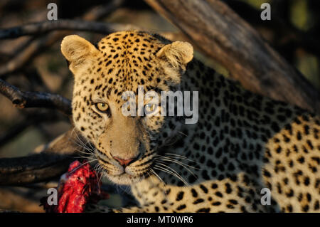 Leopard avec prise dans l'arbre, de la namibie, (Panthera pardus) Banque D'Images