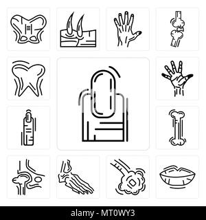 Ensemble de 13 icônes modifiable simple, comme l'ongle, les lèvres, les bronchioles, Skeleton, hanche, main, doigt, Palm et des gencives dent peut être utilisé pour le mo Illustration de Vecteur