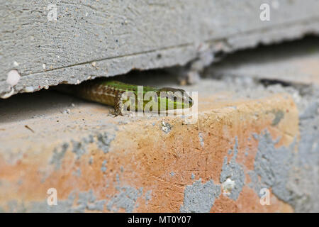 Lézard des murailles italien vert vif et close up ramper dans une fissure dans un mur nom Latin Podarcis sicula muralis en Italie au printemps Banque D'Images