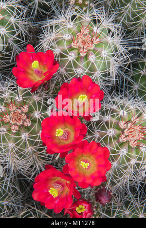 Claret-cup Hedgehog (Cactus Echinocereus) en fleur, Zion National Park, Utah Banque D'Images