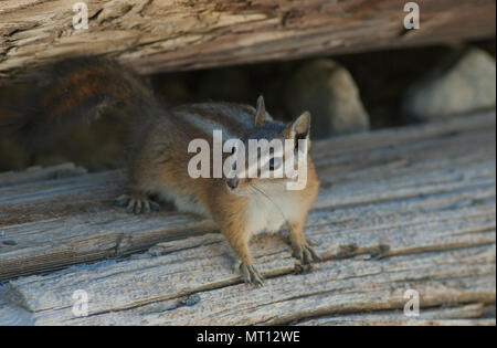 Palmer's le Tamia rayé (Tamias palmeri) en voie de disparition, que l'on trouve uniquement dans les montagnes au printemps, Nevada, près de Las Vegas - également connu sous le nom de 'Mt. Charleston Chipmunk' Banque D'Images