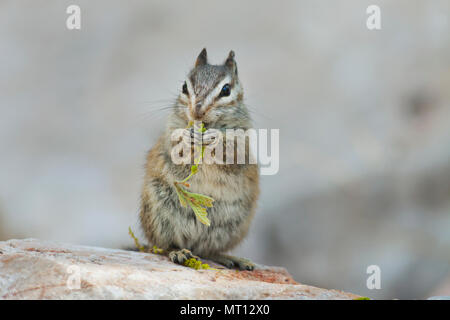 Palmer's le Tamia rayé (Tamias palmeri) en voie de disparition, que l'on trouve uniquement dans les montagnes au printemps, Nevada, près de Las Vegas - également connu sous le nom de 'Mt. Charleston Chipmunk' Banque D'Images