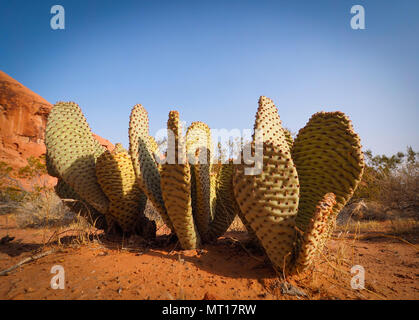 Cactus Opuntia basilari poussant dans le sable rouge de la Vallée de Feu State Park (Nevada, USA). Banque D'Images