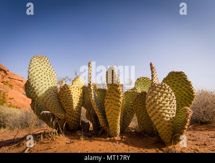 Cactus Opuntia basilari poussant dans le sable rouge de la Vallée de Feu State Park (Nevada, USA). Banque D'Images