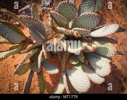 Cactus Opuntia basilari poussant dans le sable rouge de la Vallée de Feu State Park (Nevada, USA). Banque D'Images