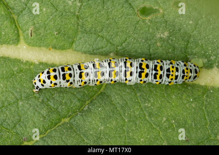 Larve de la molène ou Cucullia verbasci (caterpillar) se nourrissent de feuilles de molène à flanc de Denbies, Surrey, UK Banque D'Images