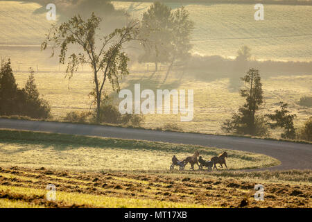 Chevaux de course à la pratique la voie au nord de Whitby, ON Banque D'Images
