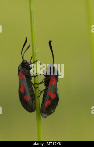 Deux cinq-spot burnet (Zygaena trifolii) sur tige d'herbe à la craie downland habitat à flanc de Denbies, Surrey, UK Banque D'Images