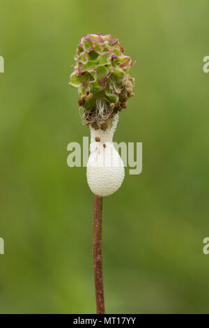 Cuckoo spit sur salade de fleurs sauvages Burnett, produit par les nymphes de l'froghopper Banque D'Images