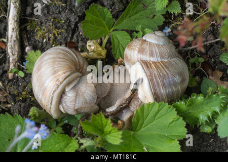 Paire d'accouplement d'escargots Helix pomatia (romain), également connu sous le nom de Bourgogne ou escargots à la craie downland habitat à Denbies Hillside in Surrey, UK Banque D'Images