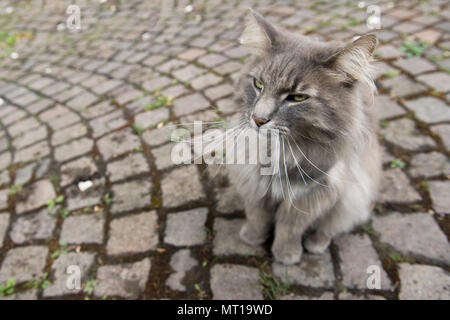 Portrait de chat gris assis sur le côté marche, Heidelberg, Allemagne Banque D'Images