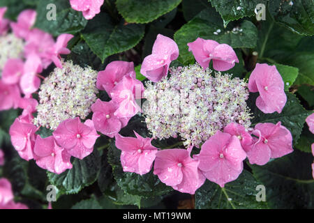 Un gros plan de fleurs d'hortensia rose éclatante avec des gouttes de rosée sur leurs délicats pétales, serrées sur un riche feuillage vert, Banque D'Images