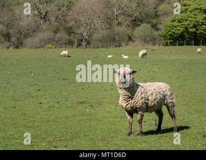 Agacé ou traverser le Shropshire sheep meadow Banque D'Images