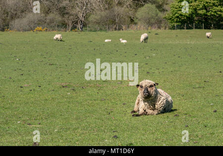 Agacé ou traverser le Shropshire sheep meadow Banque D'Images