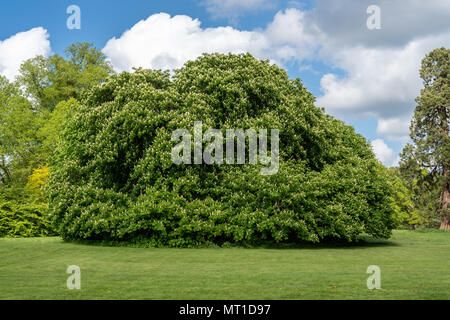 Portrait tree in garden Banque D'Images