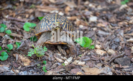 Petite Tortue aux yeux rouges à la Direction de l'appareil photo Banque D'Images