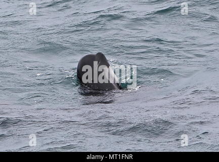 Globicéphale noir (Globicephala melas melas) adulte tête jusqu'dans l'eau Golfe de Gascogne, Océan Atlantique peut Banque D'Images