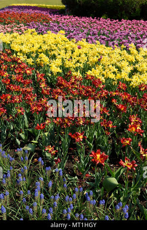 La reine Juliana lit cadeau à Ottawa avec des tulipes doué par la famille royale néerlandaise au Canada pour obtenir de l'aide pendant la Seconde Guerre mondiale Banque D'Images