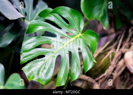 Feuilles de Monstera avec sa texture, naturelles tropicales . Split-leaf philodendron, feuillage tropical. Abstract natural pattern. Toile botanique exotique moderne Banque D'Images